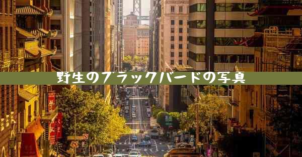 野生のブラックバードの写真